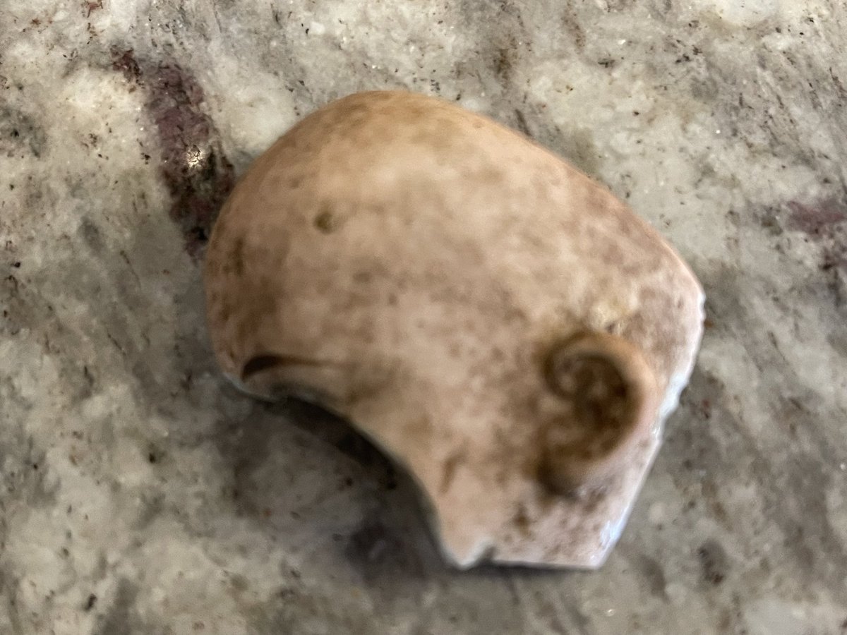 sasysquatchgirl's tweet image. Wandering another old mill village and found part of this creepy porcelain doll head…
#mill #nature #history #abandoned #ruins