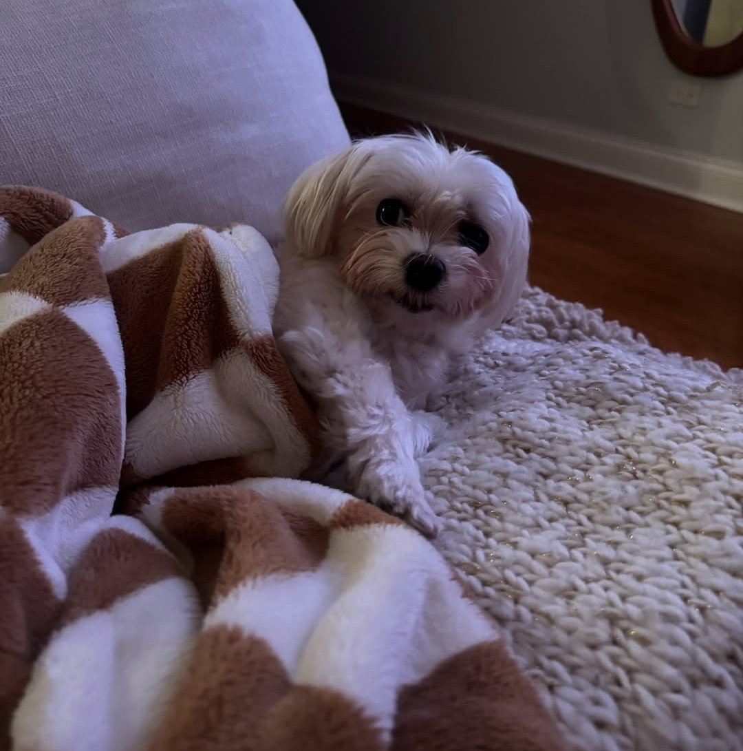 The baby dog🥰
Post your pet in the comment section. Let's show them some love ❤️ 
Like and retweet 😊