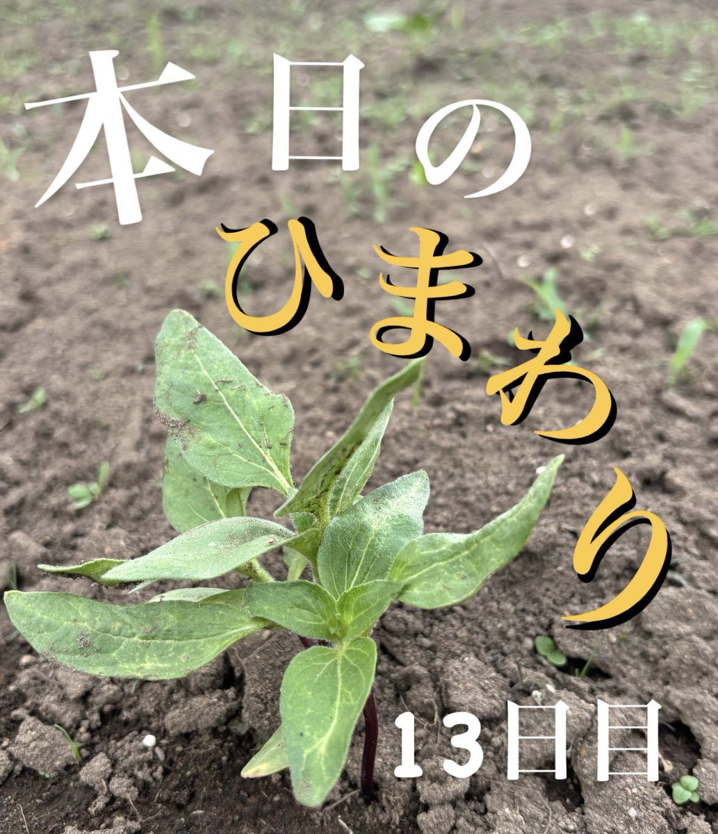 【公式】上武大学硬式野球部 (@jobu1189) on Twitter photo 