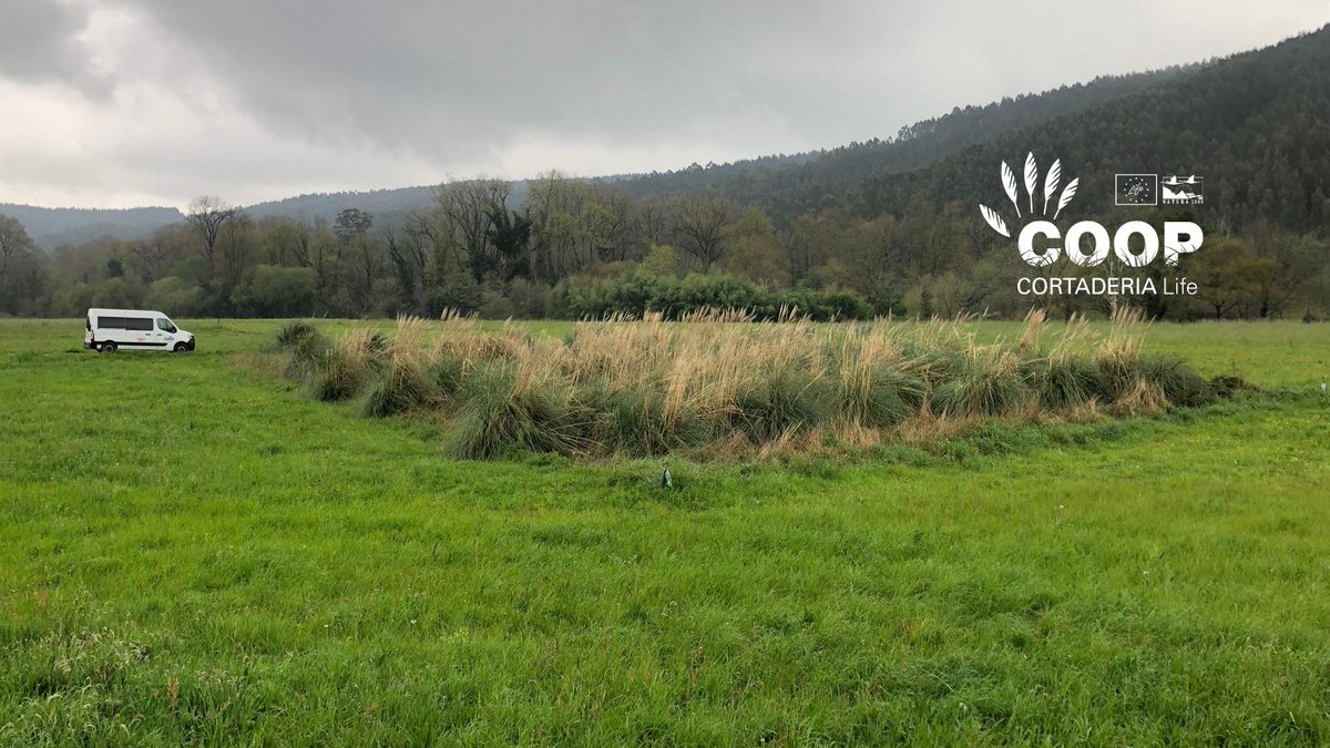 stopcortaderia's tweet image. 🌸 La vida vuelve a la ZEC Río Pas!
Meses después de eliminar #Cortaderia es vital volver, observar, cuidar… y dejarse sorprender. Encontramos flores, polinizadores y un ecosistema que se recupera
🌿 Hacer seguimiento es clave
💚 La naturaleza responde cuando le damos espacio