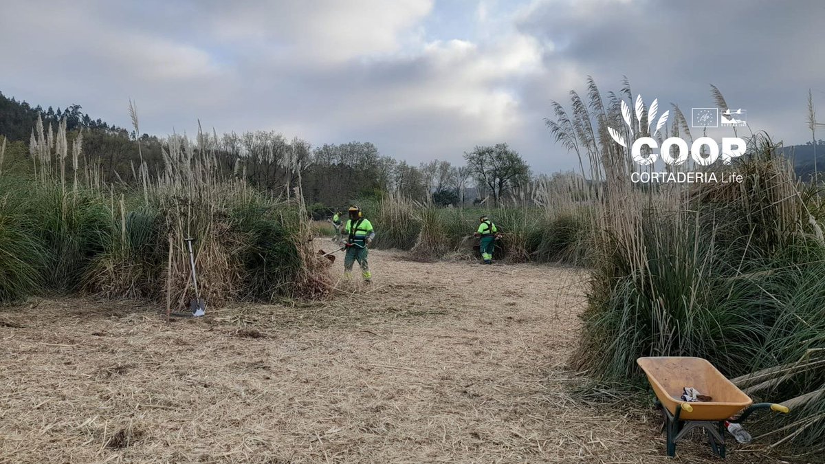 stopcortaderia's tweet image. 🌸 La vida vuelve a la ZEC Río Pas!
Meses después de eliminar #Cortaderia es vital volver, observar, cuidar… y dejarse sorprender. Encontramos flores, polinizadores y un ecosistema que se recupera
🌿 Hacer seguimiento es clave
💚 La naturaleza responde cuando le damos espacio