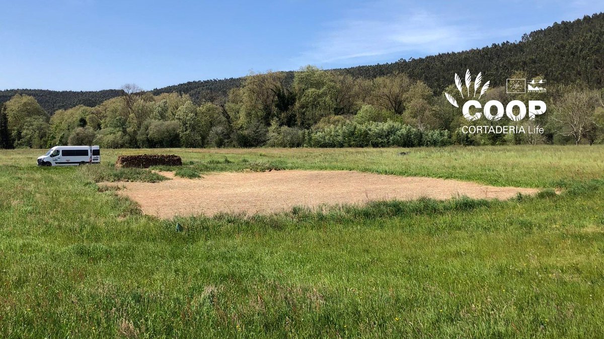 stopcortaderia's tweet image. 🌸 La vida vuelve a la ZEC Río Pas!
Meses después de eliminar #Cortaderia es vital volver, observar, cuidar… y dejarse sorprender. Encontramos flores, polinizadores y un ecosistema que se recupera
🌿 Hacer seguimiento es clave
💚 La naturaleza responde cuando le damos espacio