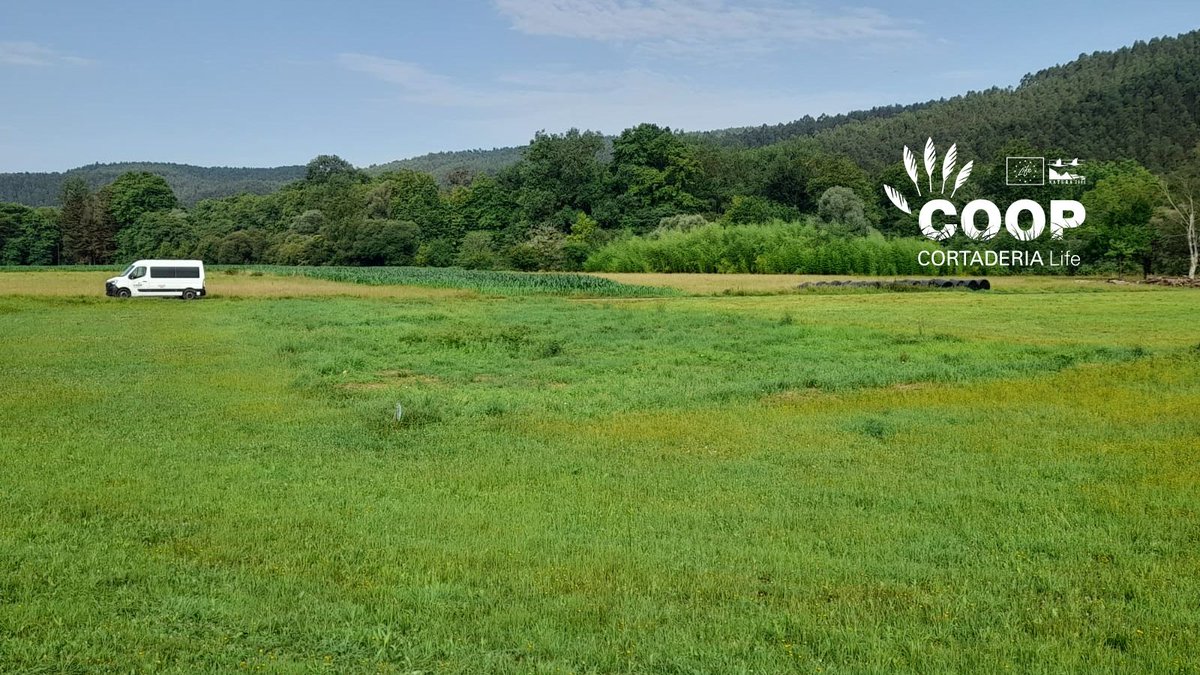 stopcortaderia's tweet image. 🌸 La vida vuelve a la ZEC Río Pas!
Meses después de eliminar #Cortaderia es vital volver, observar, cuidar… y dejarse sorprender. Encontramos flores, polinizadores y un ecosistema que se recupera
🌿 Hacer seguimiento es clave
💚 La naturaleza responde cuando le damos espacio