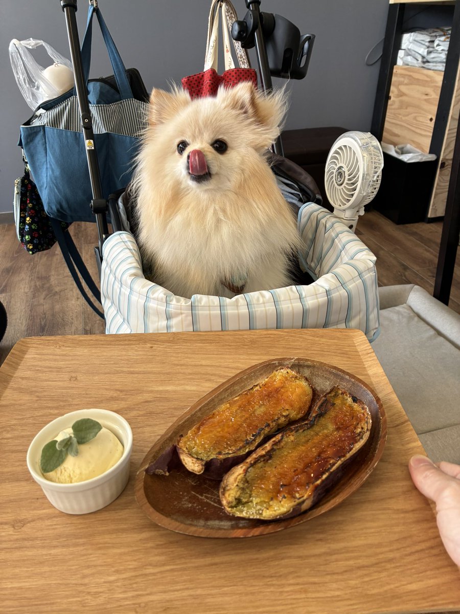 さつまいものブリュレとボク🐻‍❄️🍠

食べる気満々だけど、人の食べものなんだ…💦

(この後、キャラにはビーフのオヤツをあげました🍖)

#ポメラニアン #wanko
