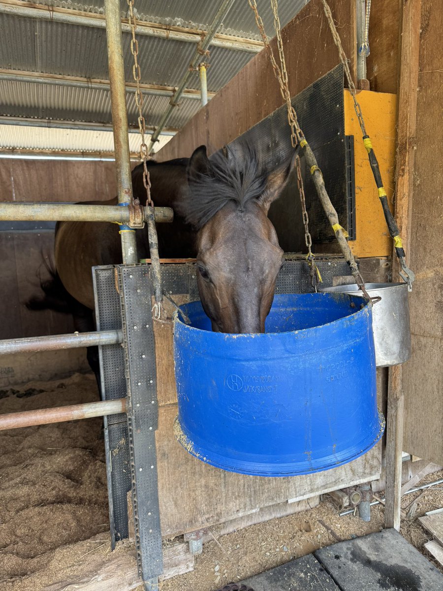扇風機の風で前髪ぼあーってなってますけど。
そろそろご飯ください。🌱🐴。