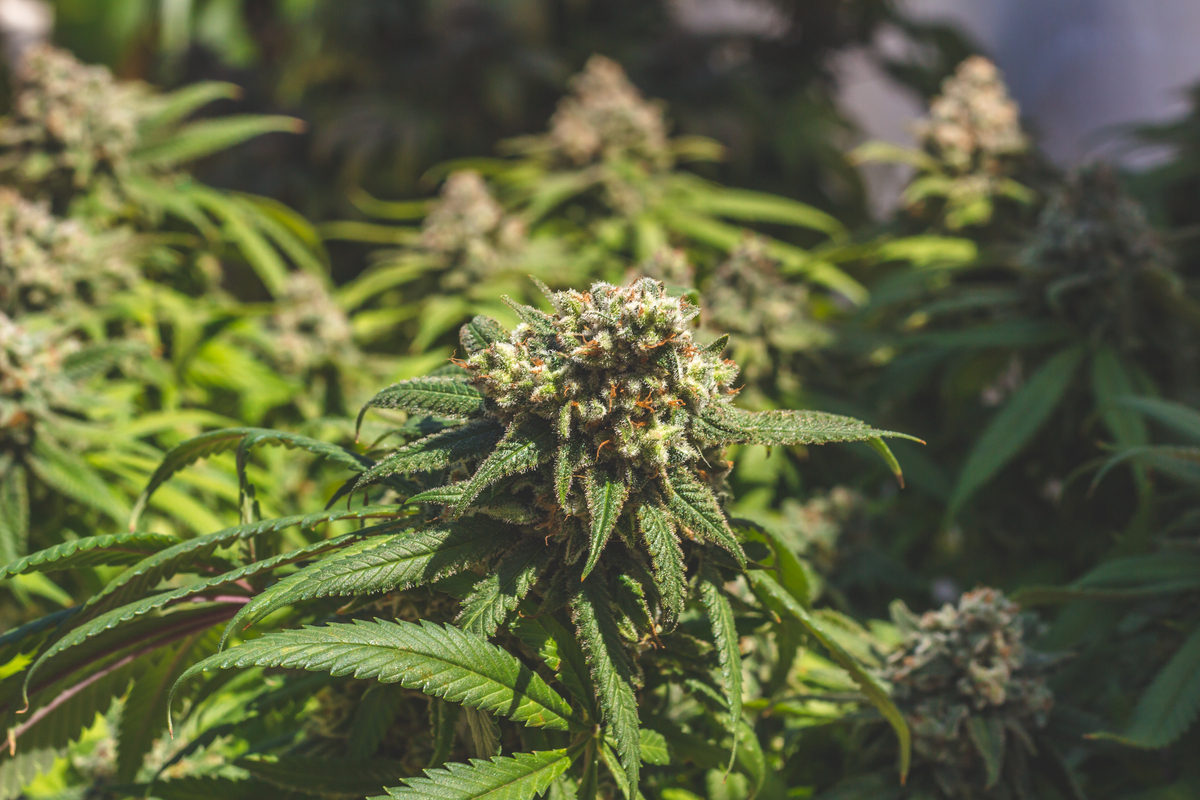 What was the first strain you ever grew? 👀