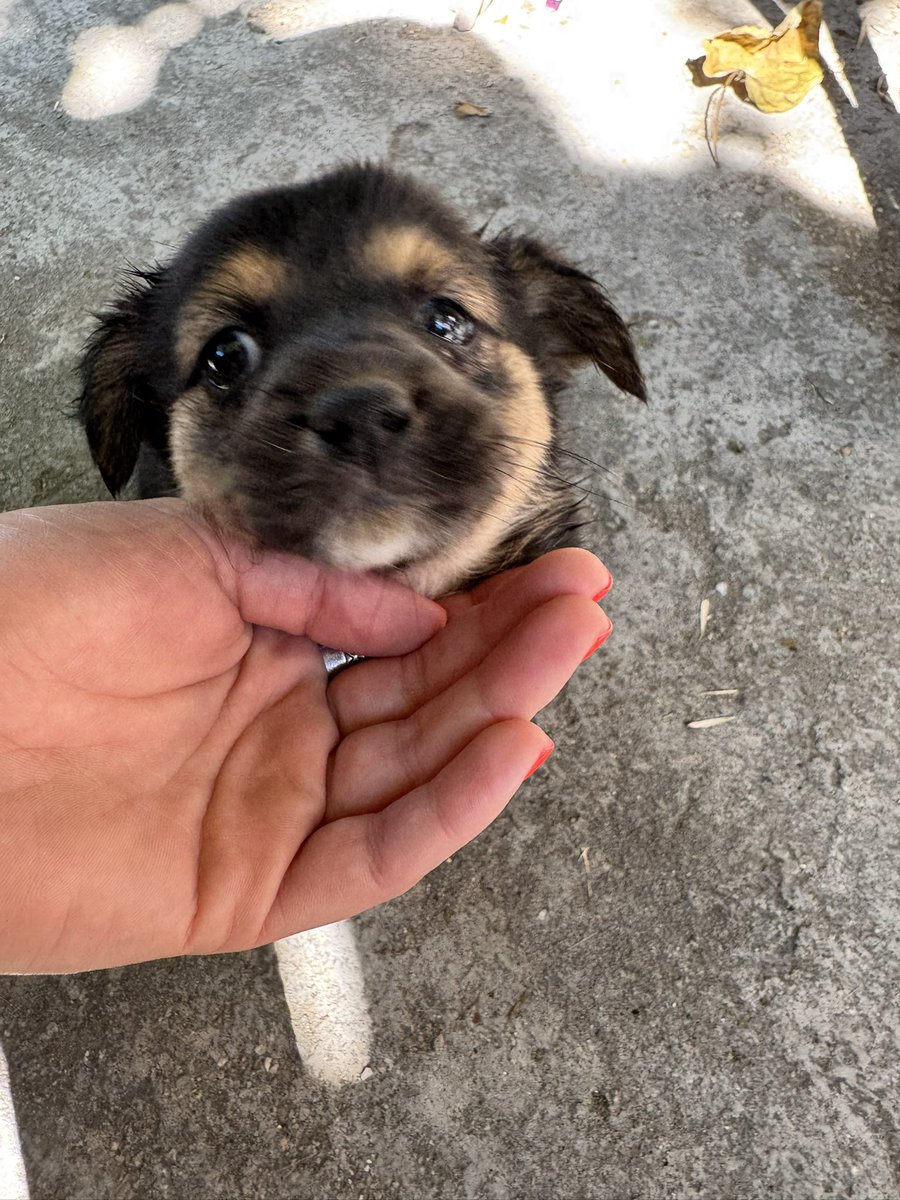 Добро утро дечки, дали некој сака да чува едно бебе кутре, изгледа како сега да е одделено од мајка му