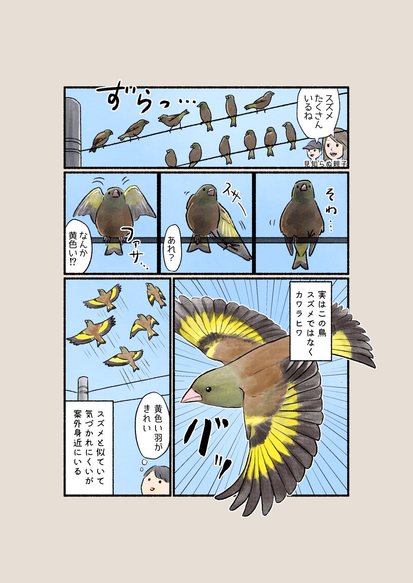 意外と知らない鳥の生活 「スズメと思いきや…?」 案外身近なカワラヒワ。黄色い羽とM字型の尾で見分けられます。 