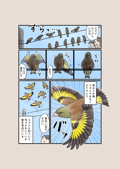 意外と知らない鳥の生活 「スズメと思いきや…?」 案外身近なカワラヒワ。黄色い羽とM字型の尾で見分けられます。 