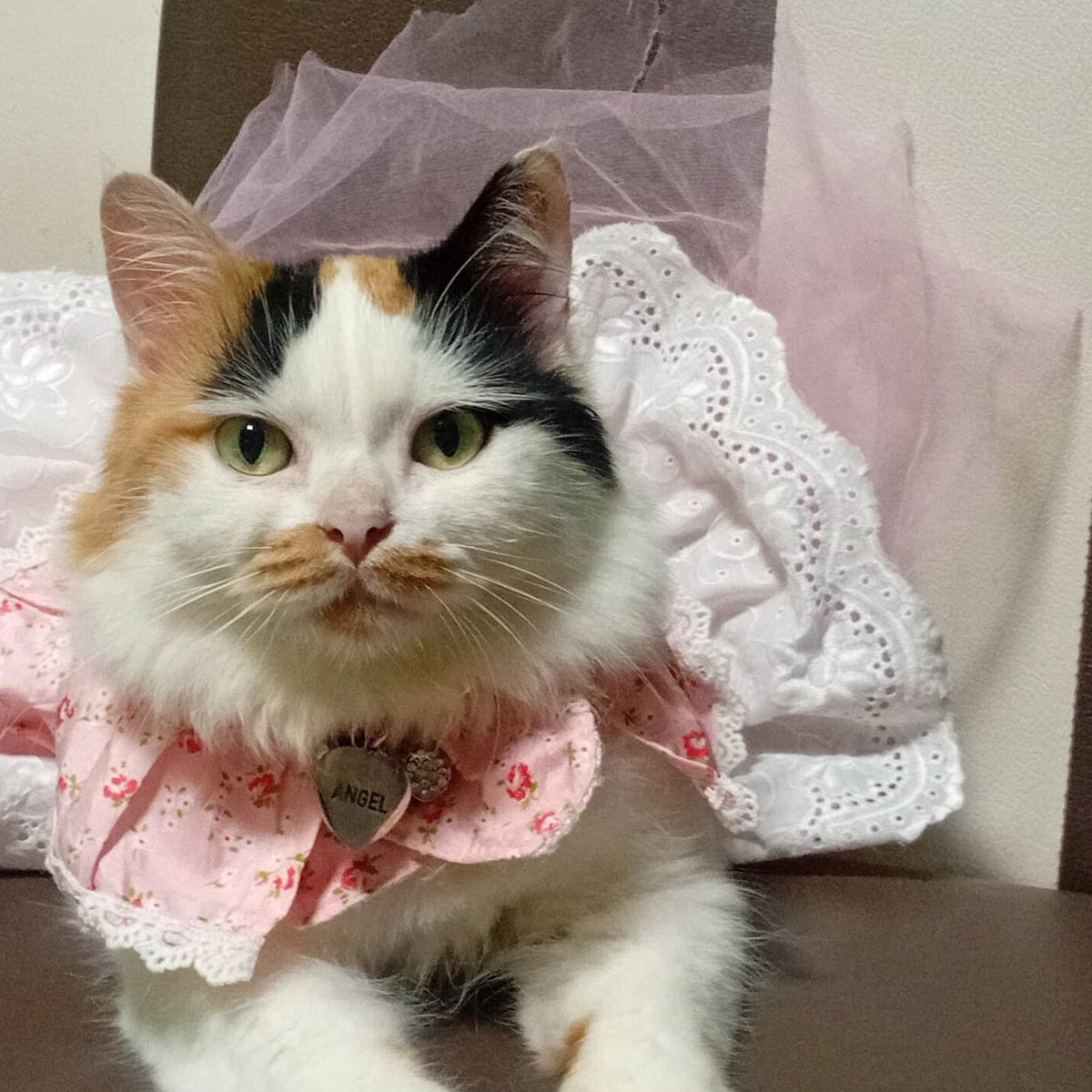 devitaronika's tweet image. Kangen Angel :(