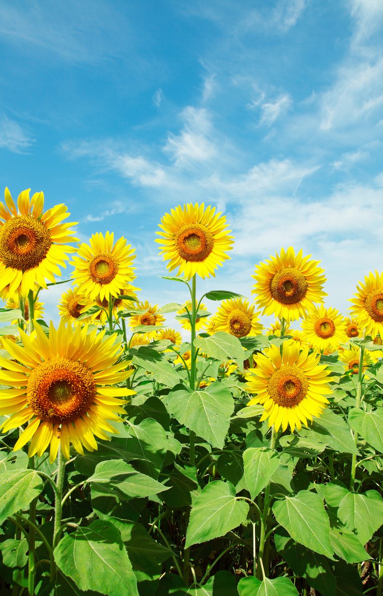 「ブチアゲSUMMER！2025 SOLEIL」が長井海の手公園 ソレイユの丘で7/18(金)より開催。大人気のヒマワリをモチーフにした期間限定フードや打ち上げ花火など、夏を思いっきり楽しめるコンテンツが多数登場します😄🌻
enjoytokyo.jp/event/2006740/