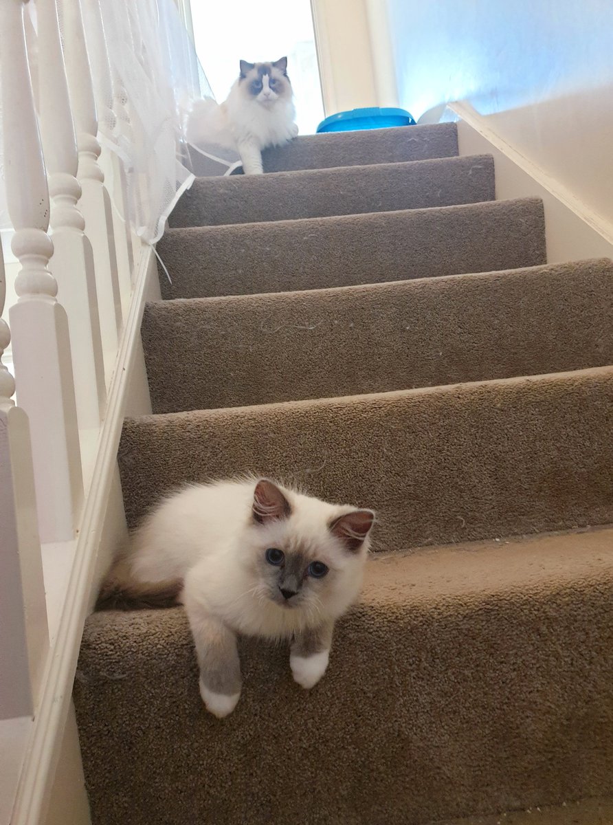 Album cover?! 🎶 🐈