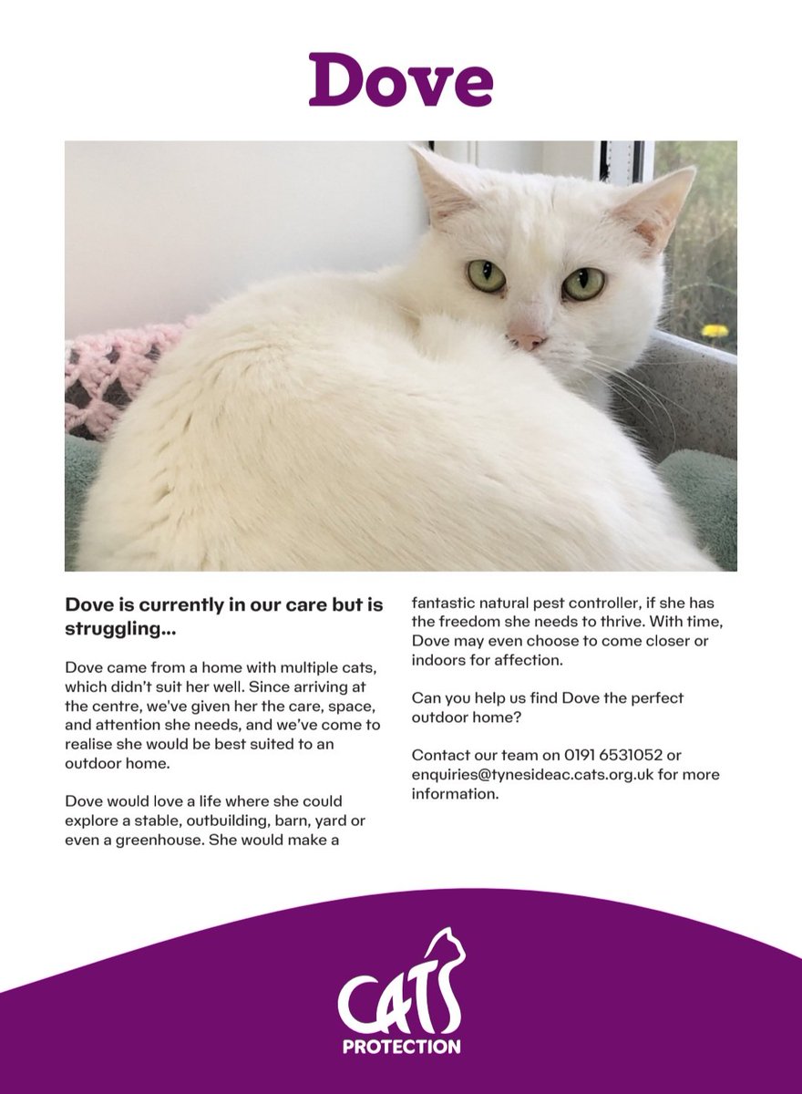 URGENT APPEAL - PLEASE SHARE ‼️

If you think you can offer Dove the space and understanding she needs, please get in touch! 

She’s not enjoying the confinement of pen-life and she would love the chance to stretch her legs and start his new adventure ♥️

cats.org.uk/findacatform/?…