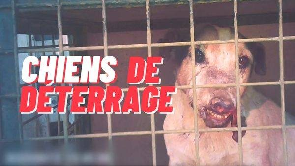 HUNDE AUSGRABEN! VON JOSY DUMAS:
SCHAUT MAL, WAS DIE JÄGER VOR UNS VERSTECKEN, ES IST NICHT LUSTIG, ES LÄUFT NICHT IM FERNSEHEN!!!
Heute enthülle ich unser neues Video, in der Hölle der Untergrundjagd.
Wir haben das Feld unter Jäger infiltriert, die diese ganz besondere Form der