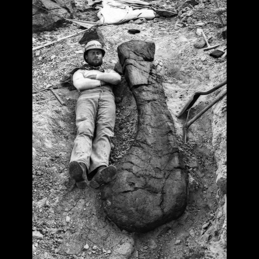 125년 전 오늘(7월 4일), 브라키오사우루스가 발견됐다. 사진은 브라키오사우루스의 오른쪽 위팔뼈.