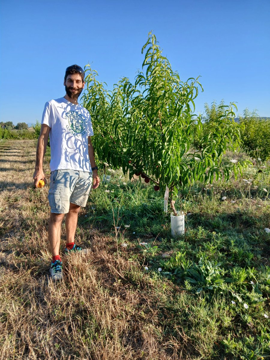 CBPAE's tweet photo. 📢Aquesta setmana hem visitat el nostre company Jordi Ortiz a Manacor on té en marxa una producció jove de melicotoners de diferents varietats.
▶️L'any que ve ja tendran l'aval ecològic.
▶️Enhorabona per apostar per fer fruita ecològica.
#AlimentsEcodeBalears 🍑🍑🍑 https://t.co/jQ3i2DRyCG