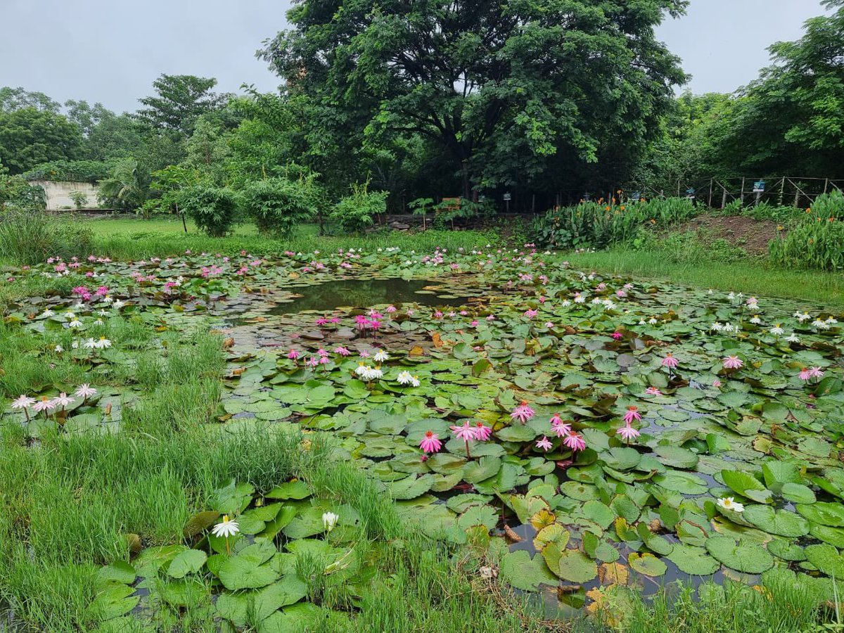 Chhatrapati Sambhajinagar Smart City (@cssmartcity) on Twitter photo The recent rains have truly breathed life into Kham River! Ponds are brimming, adorned with the beautiful dance of lotus and lily. A symphony of flora and fauna signals a true rejuvenation. тЬиЁЯТз #EcosystemRevival #SABB <a href="/SwachhBharatGov/">Swachh Bharat Urban</a> <a href="/commr_csmc/">Municipal Commissioner Chhatrapati Sambhajinagar</a> <a href="/CSMC802765Cor/">рдЫрддреНрд░рдкрддреА рд╕рдВрднрд╛рдЬреАрдирдЧрд░ рдорд╣рд╛рдирдЧрд░рдкрд╛рд▓рд┐рдХрд╛ ( ULB CODE:802765)</a> <a href="/Carpe_Ecosattva/">CARPE | EcoSattva</a> The recent rains have truly breathed life into Kham River! Ponds are brimming, adorned with the beautiful dance of lotus and lily. A symphony of flora and fauna signals a true rejuvenation. тЬиЁЯТз #EcosystemRevival #SABB <a href="/SwachhBharatGov/">Swachh Bharat Urban</a> <a href="/commr_csmc/">Municipal Commissioner Chhatrapati Sambhajinagar</a> <a href="/CSMC802765Cor/">рдЫрддреНрд░рдкрддреА рд╕рдВрднрд╛рдЬреАрдирдЧрд░ рдорд╣рд╛рдирдЧрд░рдкрд╛рд▓рд┐рдХрд╛ ( ULB CODE:802765)</a> <a href="/Carpe_Ecosattva/">CARPE | EcoSattva</a>