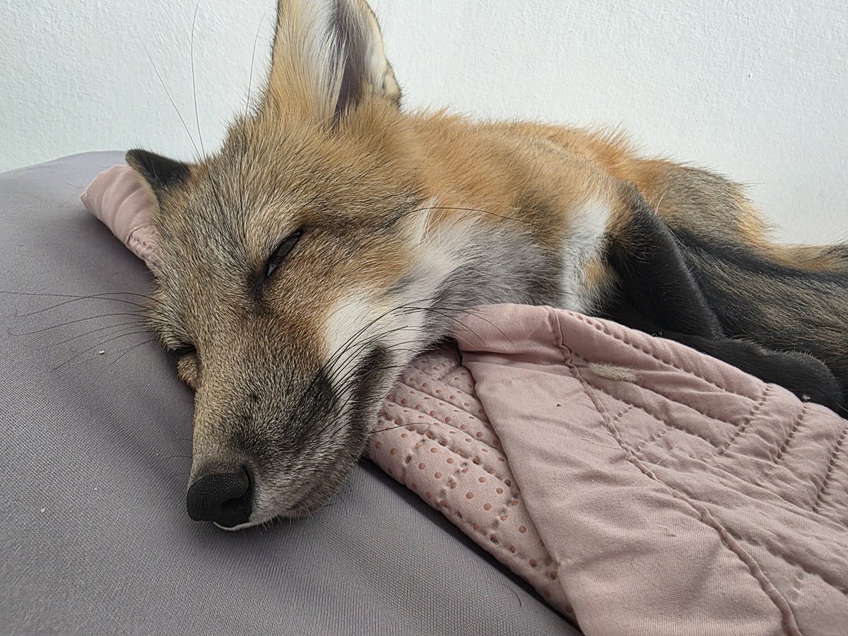 오늘의 설이 사진 개피곤 설이