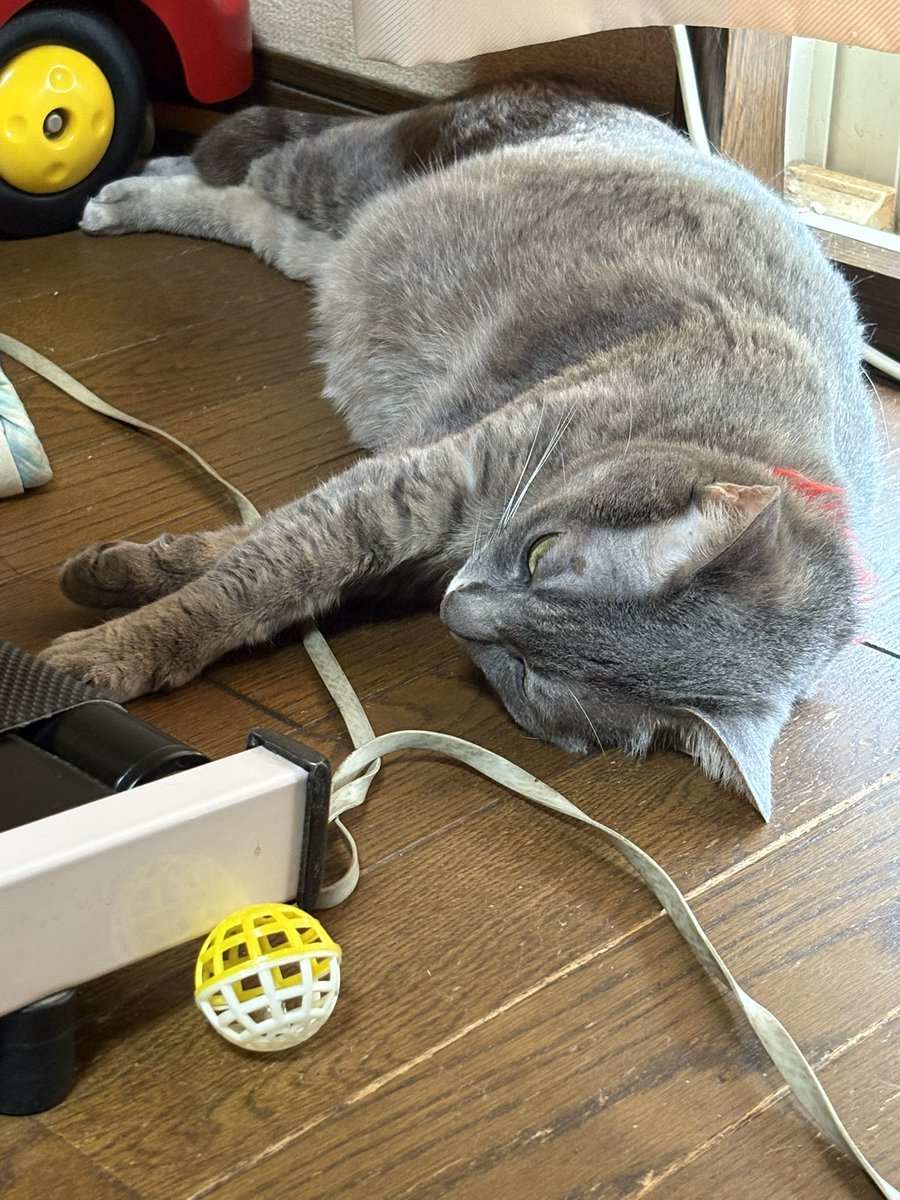 暑さで溶けてる。