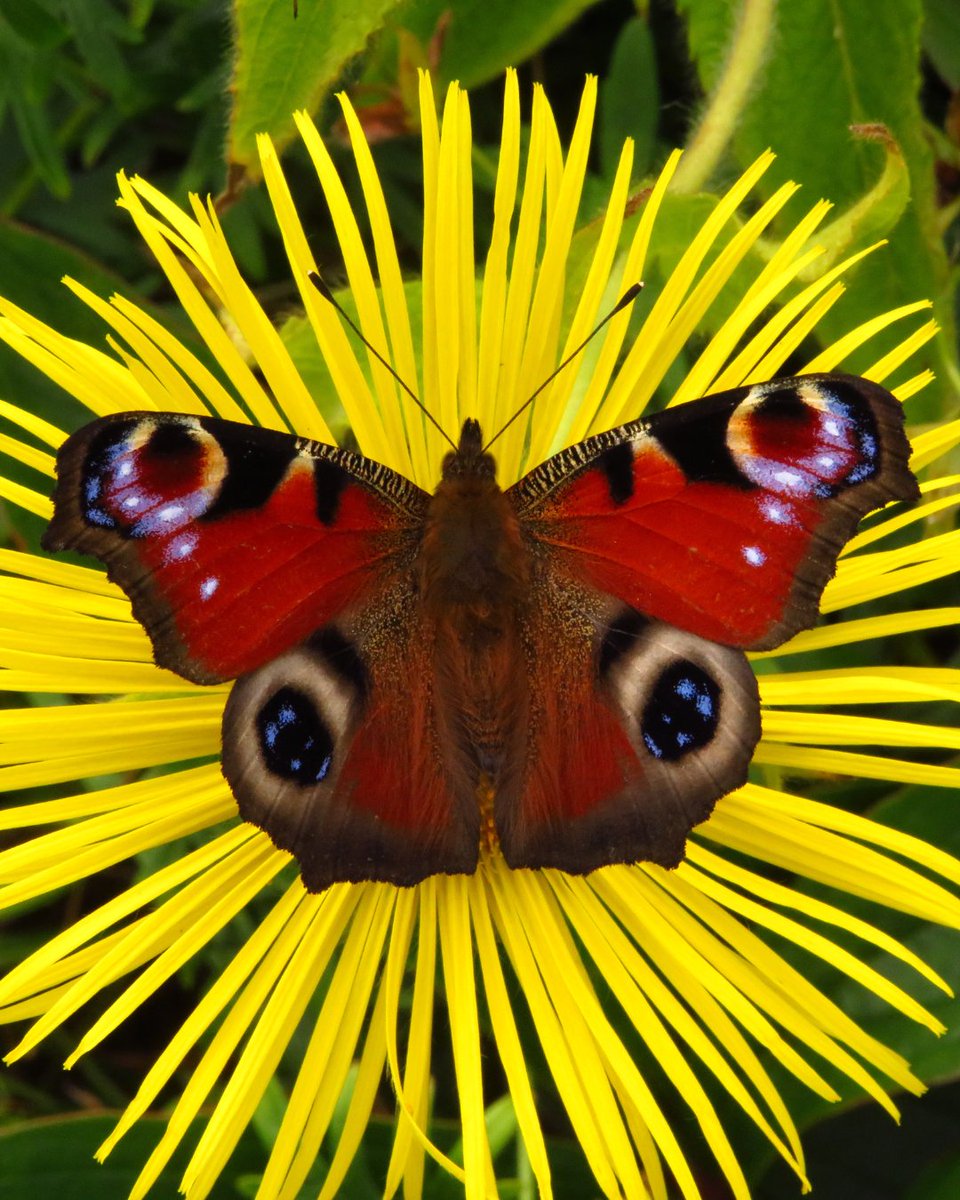 humane_research's tweet image. Can you believe we're halfway through 2025?
Check out this fab pic of a peacock butterfly from the July page of our 2025 calendar, by supporter Wendy-Ann Dunsmuir!
Our patron @ChrisGPackham is currently selecting photos for next year's calendar. Stay tuned to see his picks!