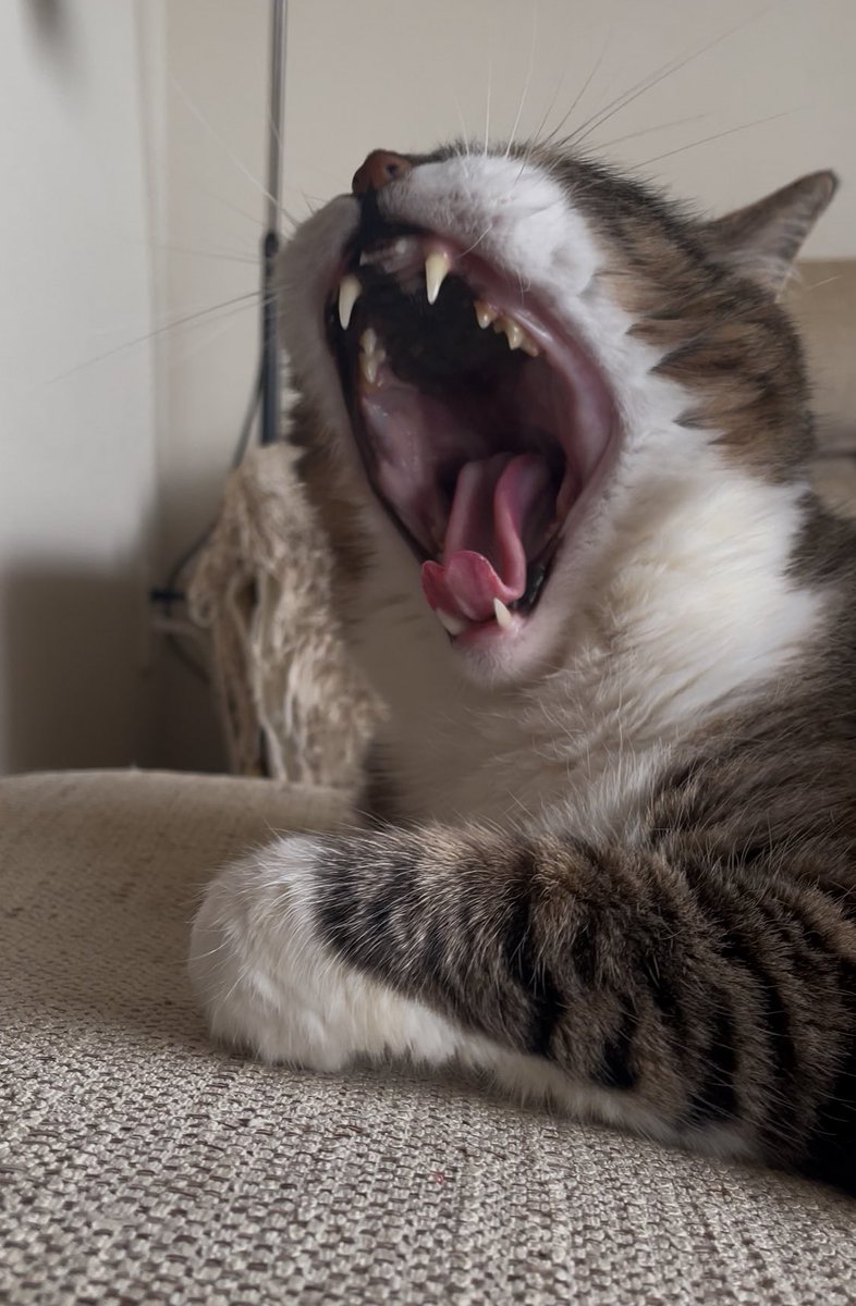 お待ちかねのきんよーーーびにゃお！