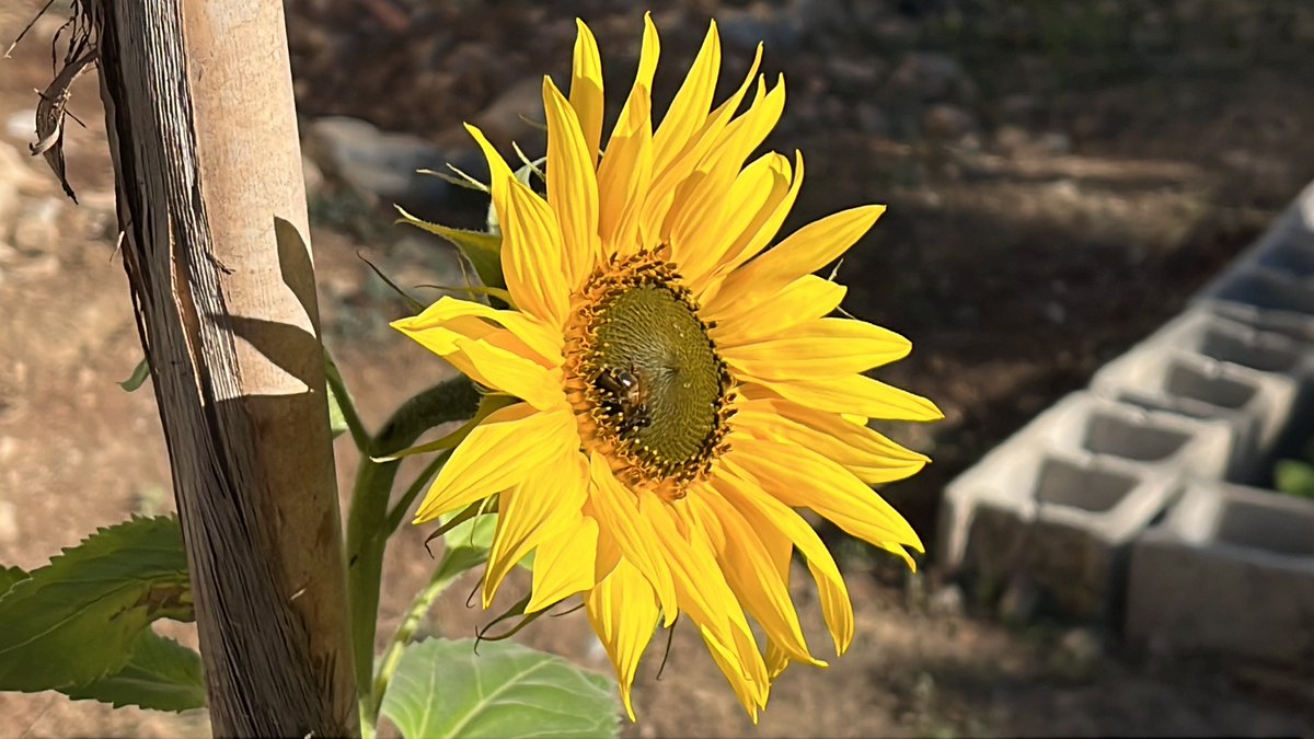 Novedades veraniegas en nuestra web: nuevos recursos personales para el cursos 2025-2026
blogsaverroes.juntadeandalucia.es/ceip-severo-oc… #PTIS #PCT