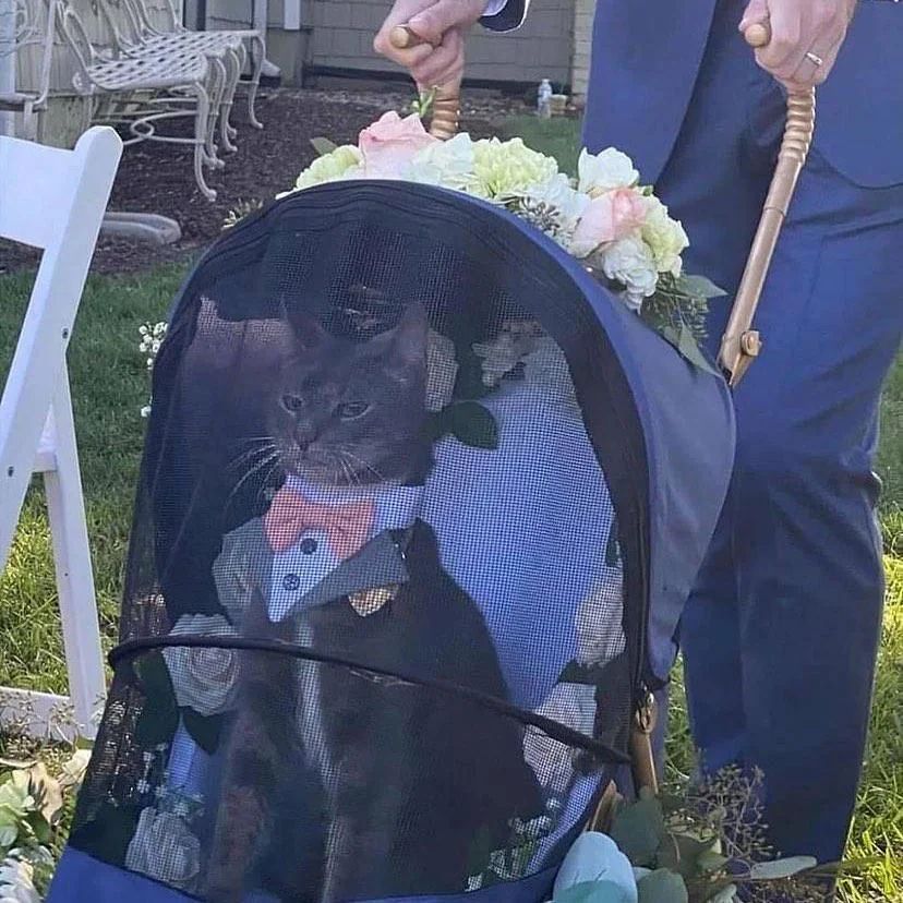 The purrfect best man