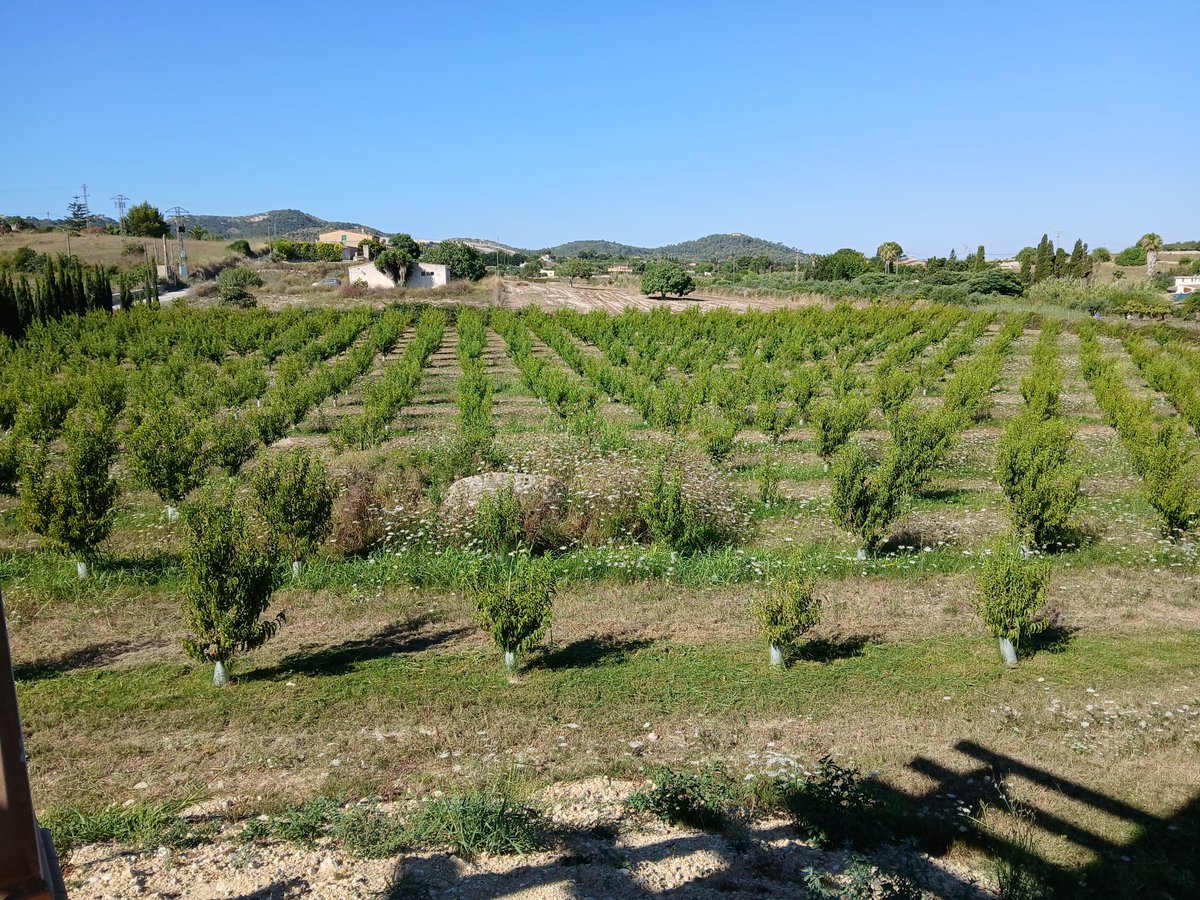 CBPAE's tweet photo. 📢Aquesta setmana hem visitat el nostre company Jordi Ortiz a Manacor on té en marxa una producció jove de melicotoners de diferents varietats.
▶️L'any que ve ja tendran l'aval ecològic.
▶️Enhorabona per apostar per fer fruita ecològica.
#AlimentsEcodeBalears 🍑🍑🍑 https://t.co/jQ3i2DRyCG