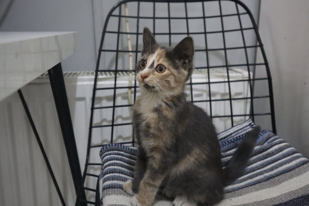 Bu upuslu kızı kimse istememişdi, ve çok az kişi yaymış ilanını...