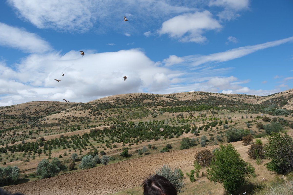 İlimizde bulunan Keklik Üretim İstasyonu'nda bu yıl üretilen Kınalı Keklikler, doğaya salınmaya başladı.

Valimiz Mehmet Ali Özkan'ın katılımıyla Spor Vadisi Mevkiinde gerçekleştirilen etkinlikte, 200 adet kınalı keklik, ilimiz genelinde ise bugün toplam bin adet kınalı keklik