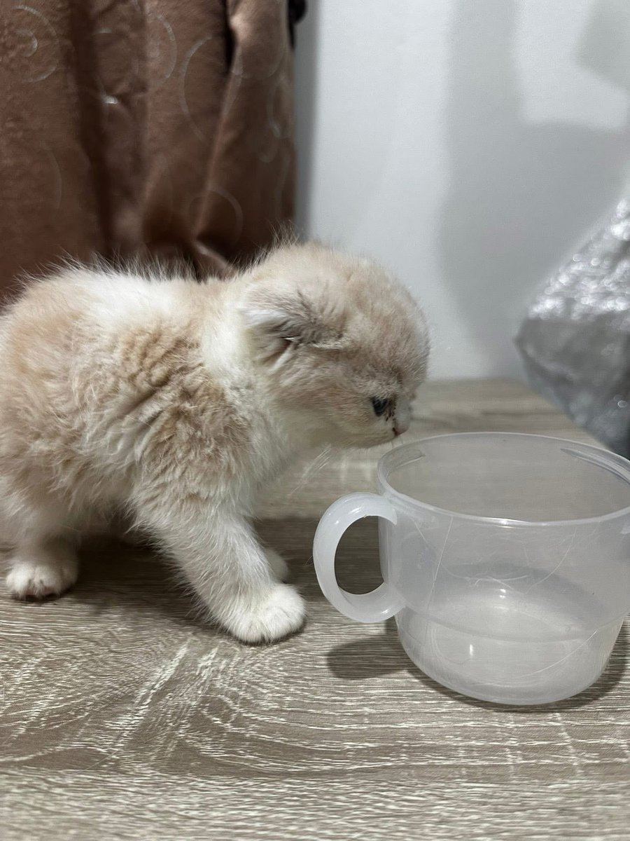 MoBooBerry's tweet image. รอคนมาจุ้ฟน้องคับ #แมวหาบ้าน #ขายแมว #ตลาดแมว #แมวหาบ้าน #หาบ้านให้แมว #ฟาร์มแมว #แมวสก็อตติช #แมว