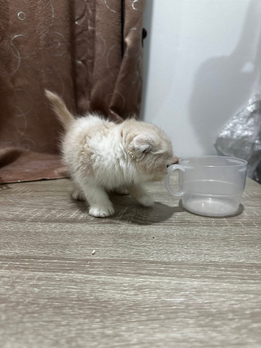 MoBooBerry's tweet image. รอคนมาจุ้ฟน้องคับ #แมวหาบ้าน #ขายแมว #ตลาดแมว #แมวหาบ้าน #หาบ้านให้แมว #ฟาร์มแมว #แมวสก็อตติช #แมว