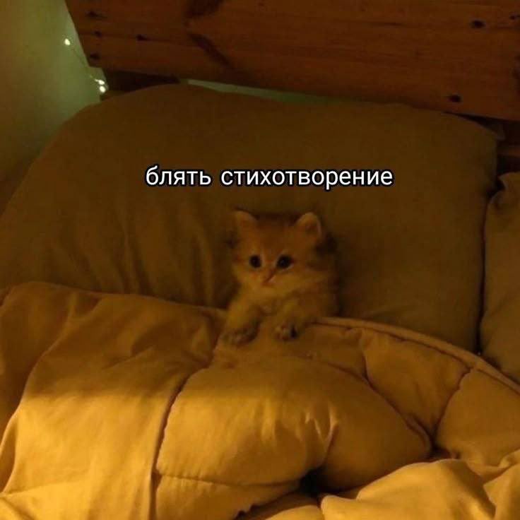 мем с которого я сегодня ору