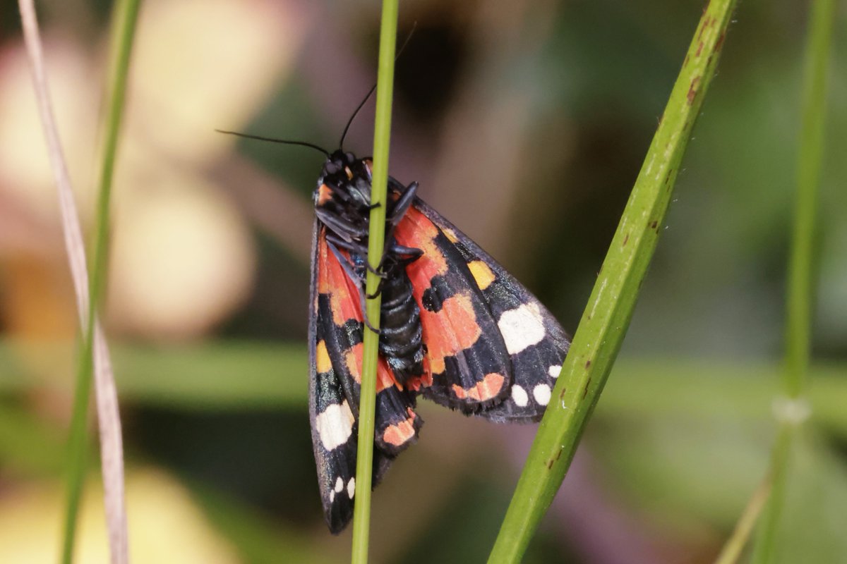 CarlGraef's tweet image. a sight you don't often see the underside of a scarlet tiger moth such beautiful colouring taken a tiddersley woods 2/7/25 @savebutterflies @BC_WestMids @WorcsWT