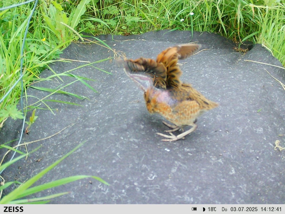 CorncrakeLife's tweet image. Great to see a young corncrake like this!
Still some growing to do.
This bird will be fully feathered in about 2 weeks and will then head off to West Africa (5000km).
Let's hope it makes the journey and gets home to Ireland next April.
