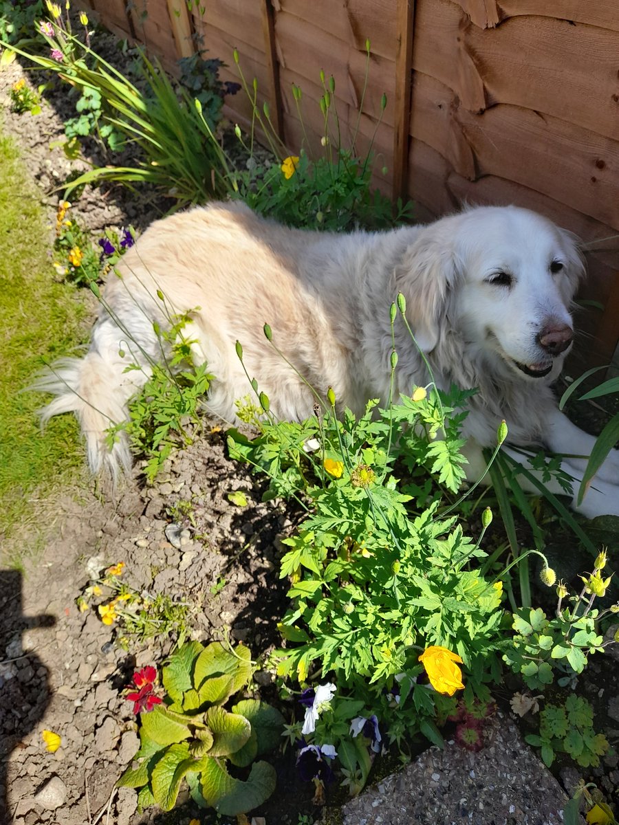 BCCLegend1's tweet photo. Very sad to say that we lost Milly yesterday. Very sudden and completely unexpected. Devastated. Sleep well my beautiful girl. Reunited with Mollie in doggie heaven. https://t.co/p6VolfISk3