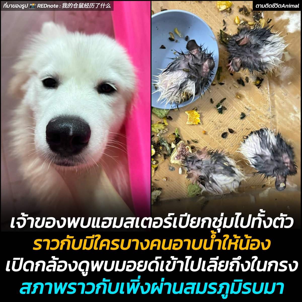 ตามติดชีวิตAnimal tweet media