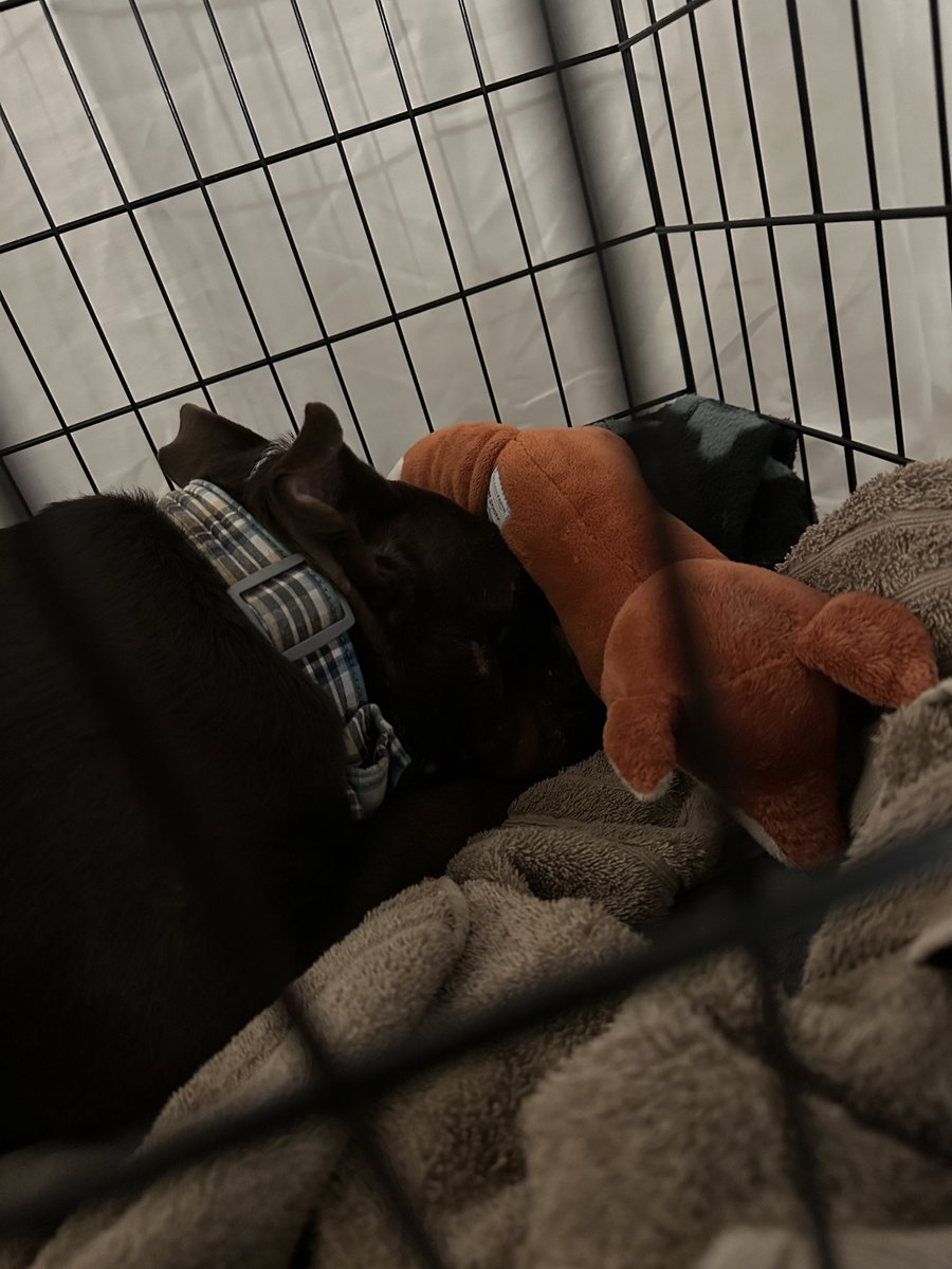 I don’t like fireworks either and I won’t pee while they are going off, so now I’m hiding under my fox again. 😅👀🥴