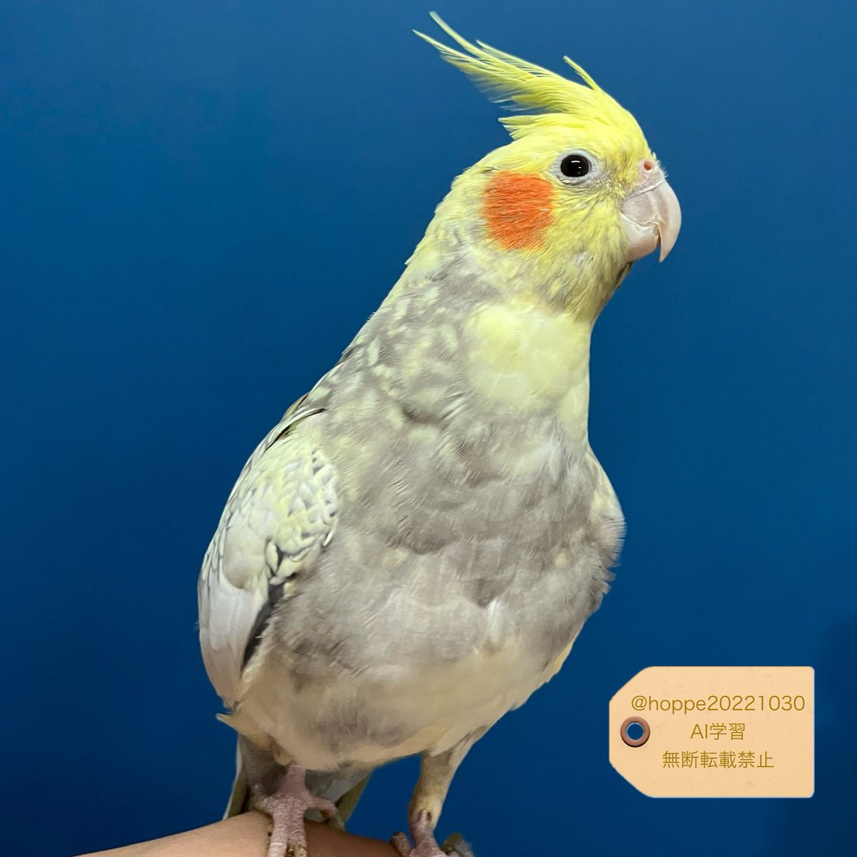 期間限定セール ほっぺ  X: on 鳥のエサ