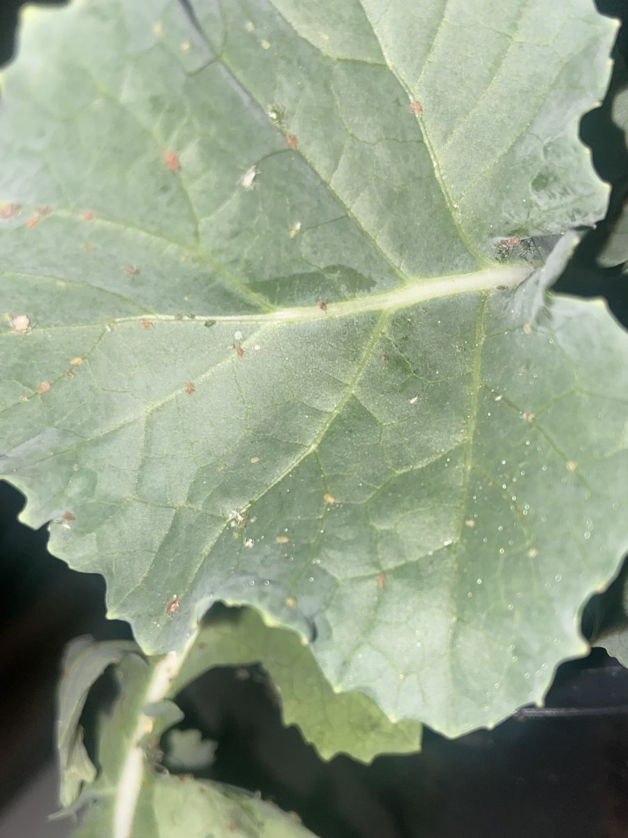 TIL while testing a UV torch in the glasshouse that green peach aphids show up under UV. Wasn’t my intention 🤣 <a href="/IOA_UWA/">The UWA Institute of Agriculture</a> <a href="/GRDCWest/">GRDC West</a>