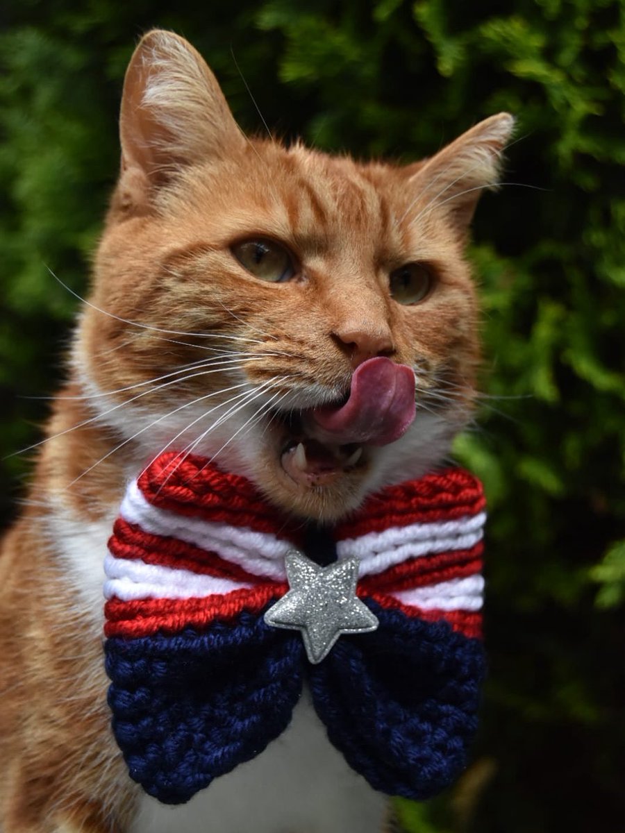 Happy July the 4th to my USA pals 🇺🇸 Are you celebrating today? #July4th #CatsOfTwitter #catsofinstagram