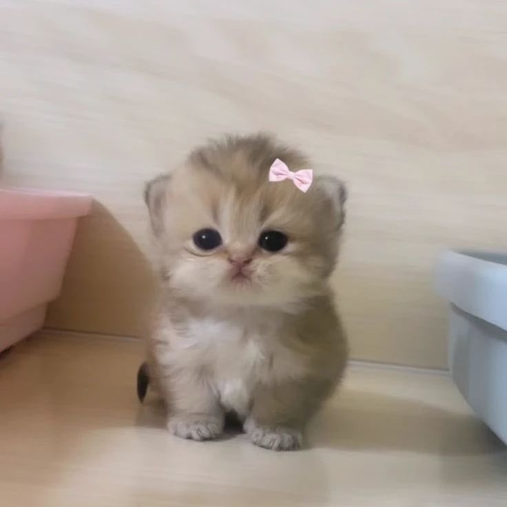 🎀🐱🎀 (🥺)