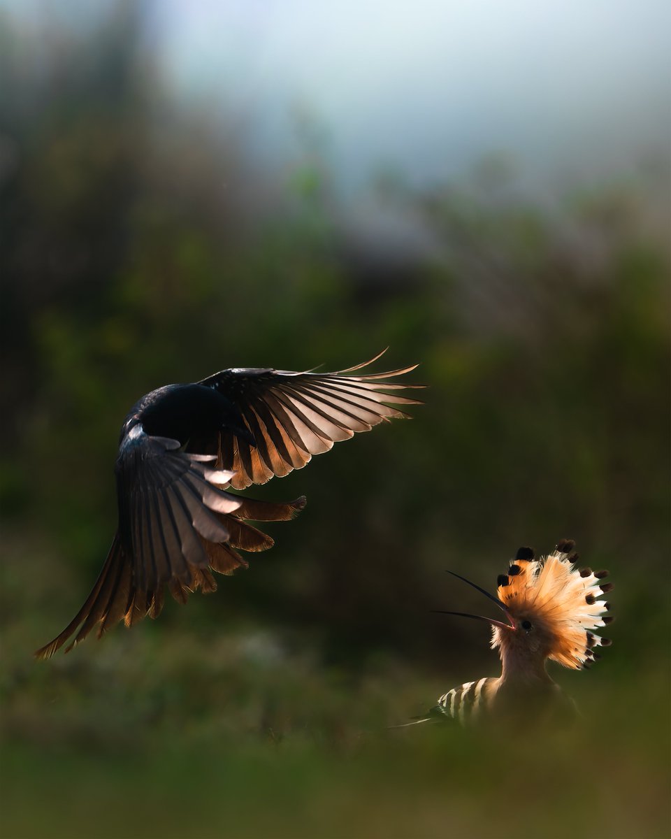 They fly, they fight, to prove themselves right.
Framed by #NikonCreator Ramesh Karmakar.

Img 1-3 Nikon Z 9,
Img 4- Nikon Z 7II

For information on products, offers and more, visit nikon.co.in

#Nikon #NikonIndia #NIKKOR #Wildlife #NikonZ9  #Unstoppable #NikonZ7II