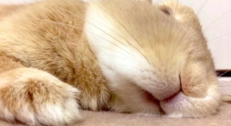 ﾎﾞｳｷﾞｮﾘｮｸ ｾﾞﾛ