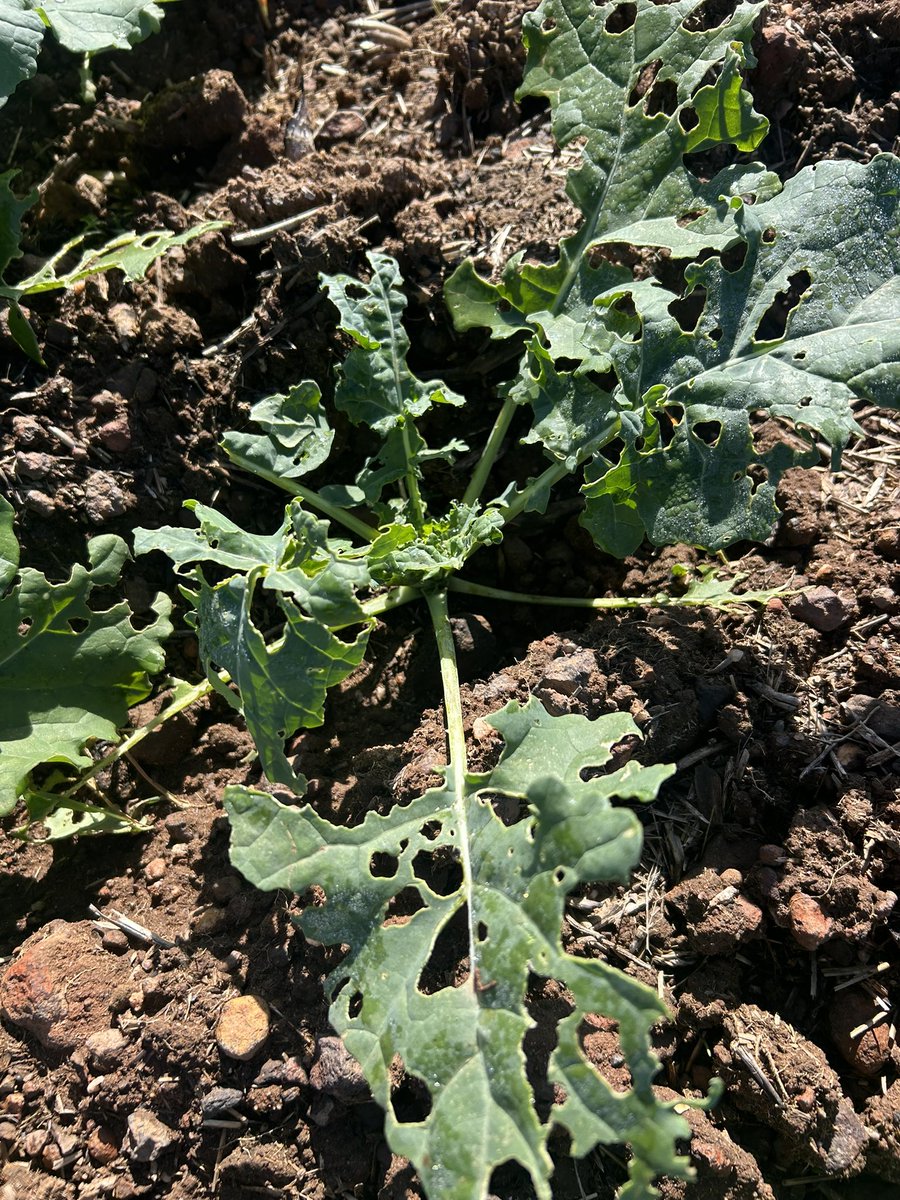 JJB McGill esquire Hoolz. living on McGill land tweet media