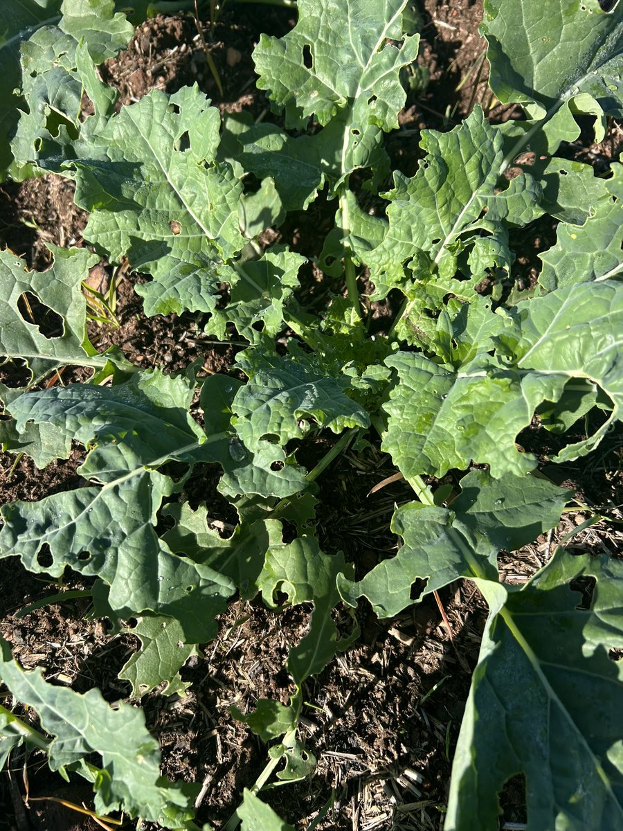 JJB McGill esquire Hoolz. living on McGill land tweet media