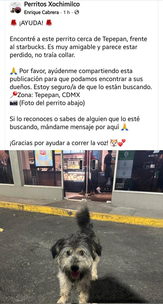 <a href="/PrrosPerdidosMX/">PerrosPerdidosMx</a> <a href="/TepepanVecinos/">TEPEPAN VECINOS</a> <a href="/Vecinos_fuentes/">Vecinos de Tepepan</a> <a href="/amptepepan/">Ampliación Tepepan</a> <a href="/mascotasdifunde/">Difusión de mascotas</a> <a href="/Apoyo_Croqueton/">Apoyo Croquetón</a> <a href="/PpEncontradosMx/">PerrosEncontrados</a> <a href="/Animales_CDMX/">AnimalesCDMX</a> <a href="/Entrepyg/">Entre perros y gatos</a> <a href="/firulaisasalvo/">Firulais a salvo</a> <a href="/HELA_MORE/">𝙷𝚎𝚕𝚊 𝙼𝚘𝚛𝚎 🐶</a> <a href="/UbicapetMexico/">UBICAPET MÉXICO</a>