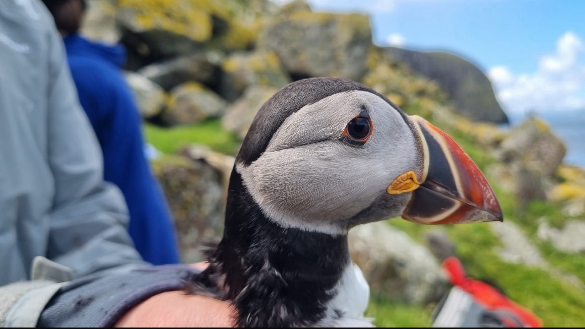 A young puffin taken on the Shiants this week by the Shiant Seabird Ringers. 

Reports are lots of immature puffins this year which is such good news. 

Wonderful group of volunteers who provide welcome insight and discovery every summer.
