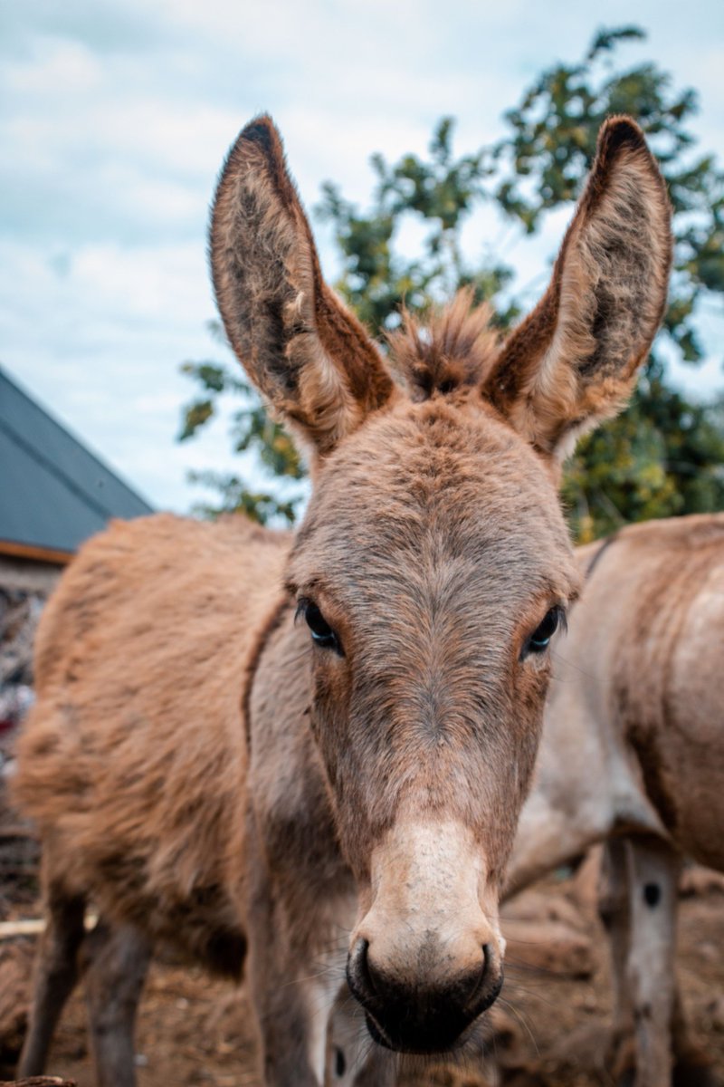aspa_tz's tweet photo. It's #foalfriday! Sending some love from Nadosoito Street in Muriet Ward, Arusha City, with this beautiful close-up.
#FoalFriday #aspatz #MtunzePundaDaima #DonkeyLife #Tanzania #Muriet https://t.co/8hwuclIP8S