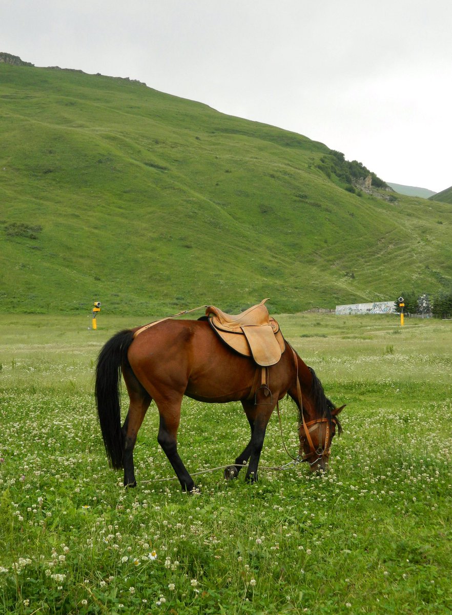 Good morning X-Friends…🌼🍃☕️
Have a happy Friday and a beautiful weekend 🌳☀️🐎🧡💛🤎

#FridayMorning 🌼 #CoffeeTime ☕️ #AnimalLovers 💛 #WeekendVibes ☀️ #StayPositive 💐 #PeaceAndLove 🕊️
